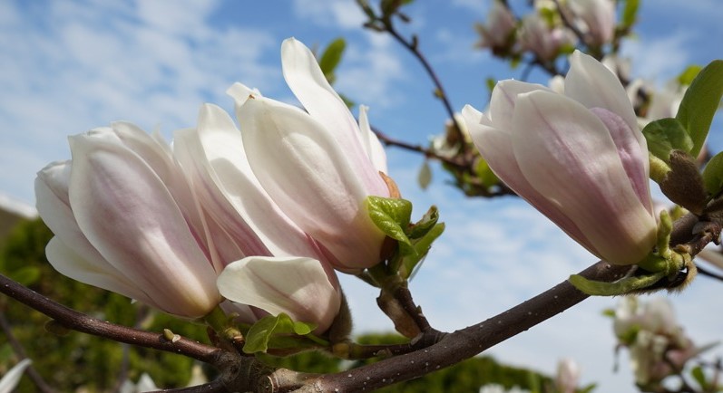 Магнолия суланжа Амабилис